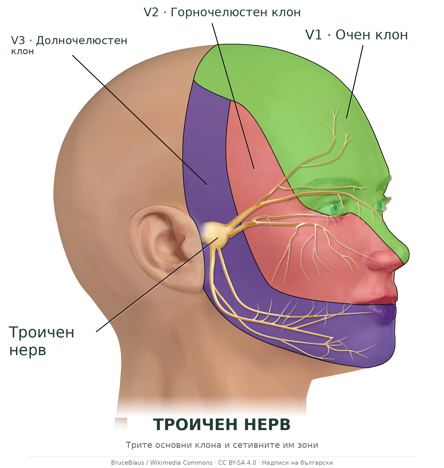 Как лицето комуникира с мозъка